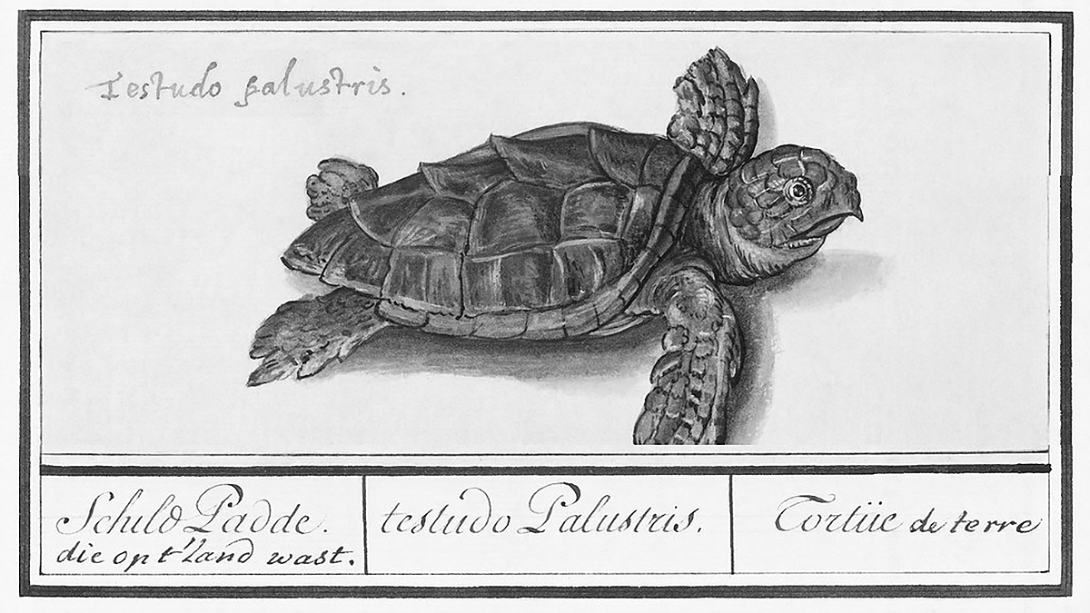 Vintage Turtle Edited 1200x675